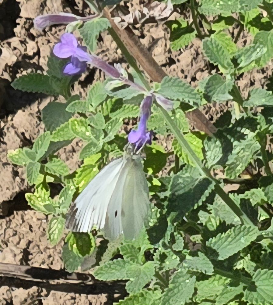 A white cabbage butterfly on a purple catmint flower.