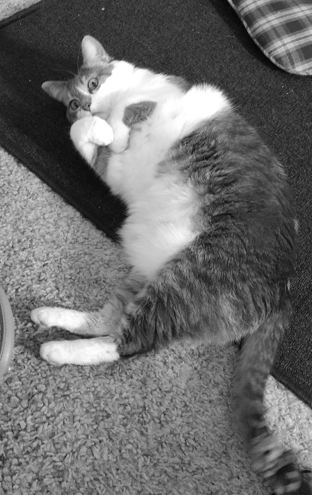 Samus the cat laying on her back with her front paws held together. 