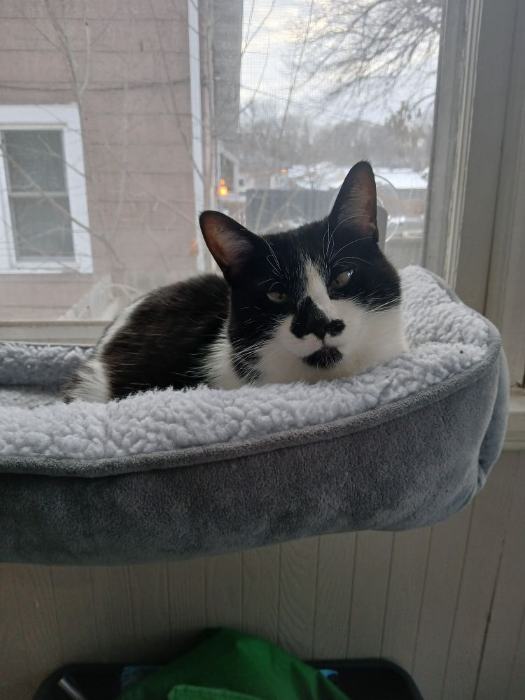 black and white cat laying in a window perch with a sweet expression 