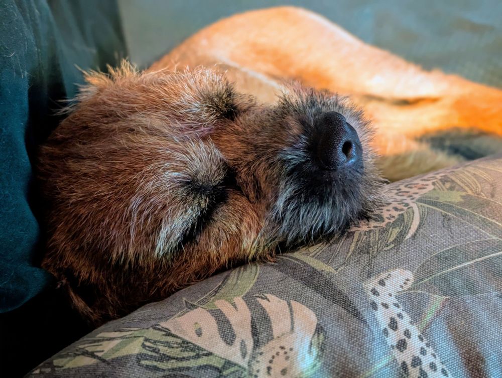 A close up of a border terrier sleeping on a pillow with a faded tropical leaf pattern 
