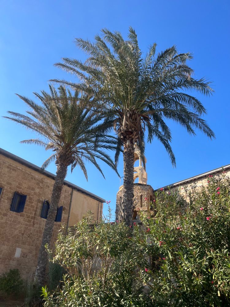 Saydet el Natour in Anfeh