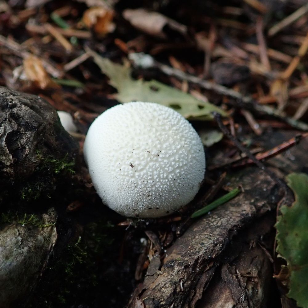 Small white fungi shaped like a ball. The radius of the mushroom is about 2 cm.