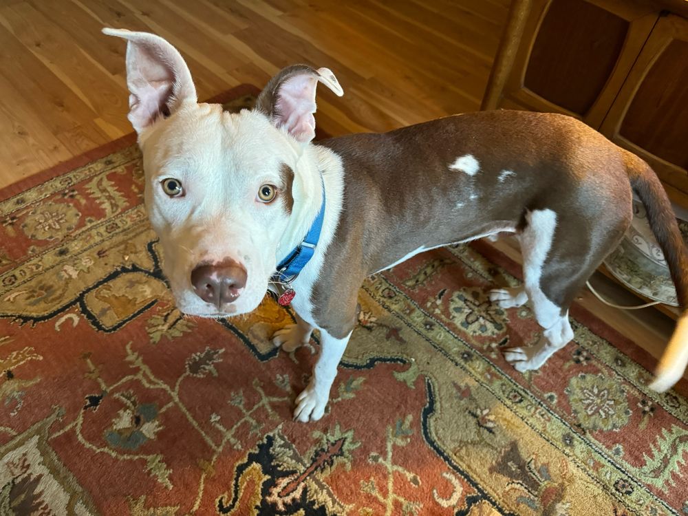Axl Hughey, a young pit-mix good dog with a white and brown coat, golden eyes, perky ears, a blue collar and a somewhat concerned facial expression 