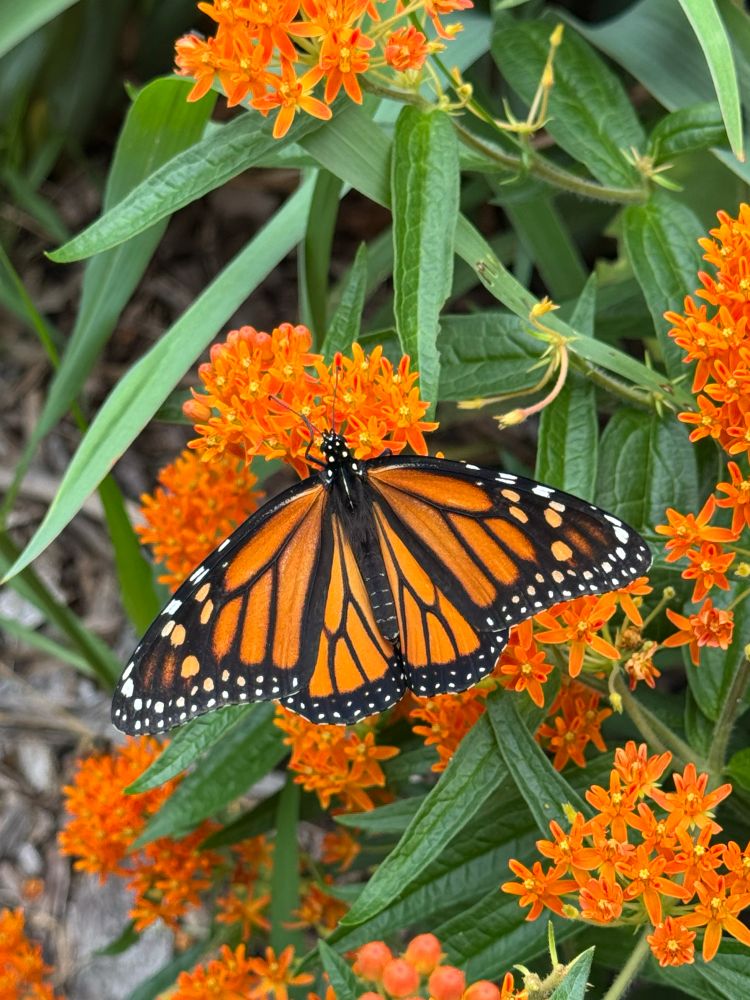 monarch butterfly on milkweed 