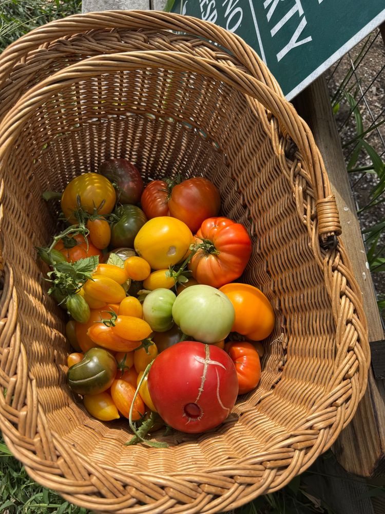 Basket full of tomatoes (beans on the bottom that you cant see)