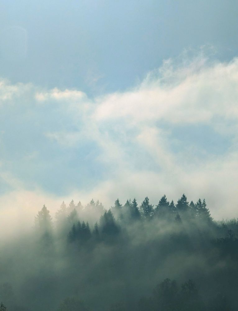 Nebel zieht durch einen Nadelwald, dessen Baumspitzen aus dem Dunst herausragen. Der Himmel darüber ist hellblau mit einigen weißen Wolken.