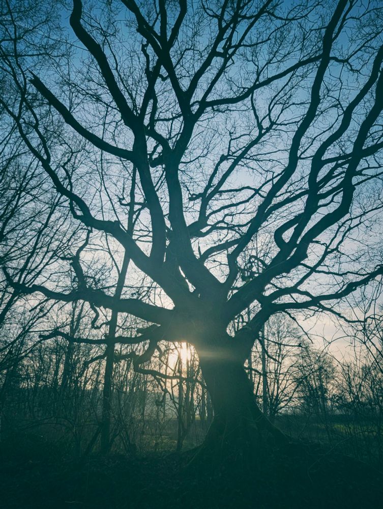 Ein großer, kahler Baum mit weit verzweigten Ästen steht in einem winterlichen Wald. Die Sonne scheint tiefstehend durch die Äste hindurch und taucht die Szene in ein kühles, blau-goldenes Licht, das eine ruhige und leicht mystische Atmosphäre erzeugt.