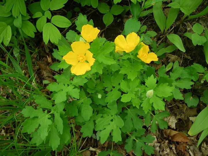 Wood-poppy, a species at risk in Canada. Photo credit: J.L. McCune.