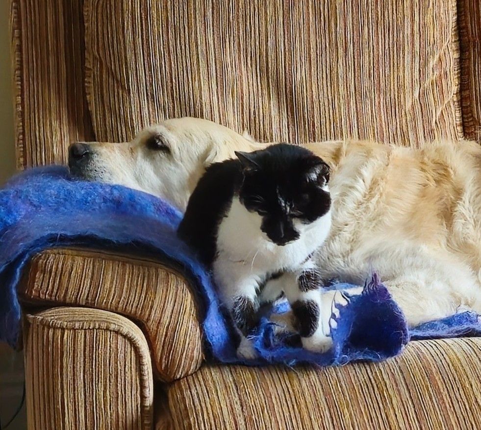 A Golden Retriever and a black and white cat snuggled on a sofa. 