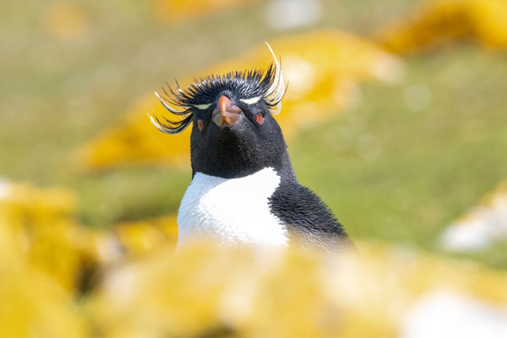Rockhopper penguin among rocks covered in yellow lichen