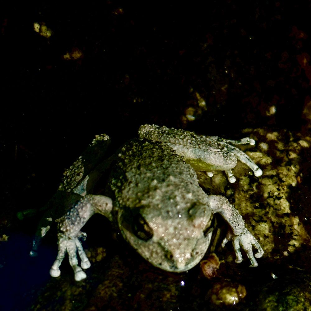 California tree frog, Pseudacris cadaverina, with a little high contrast chiaroscuro editing. This guy is kind of facing the camera.