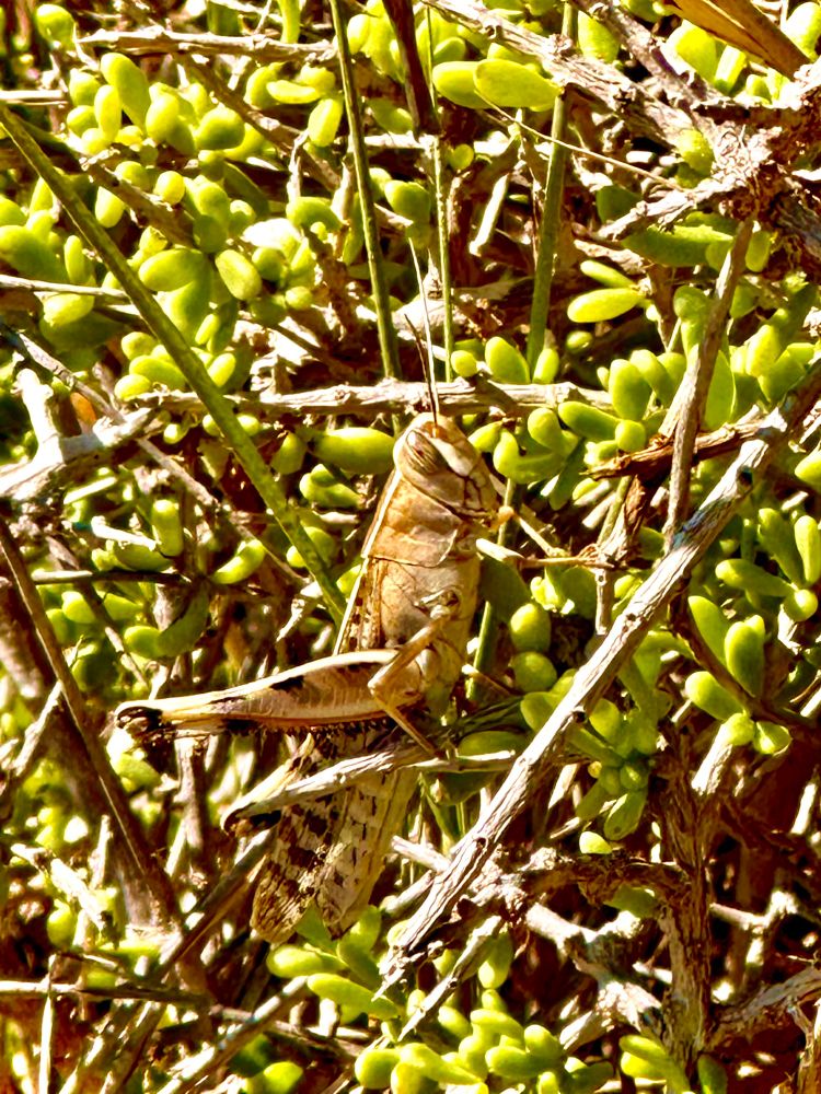 Cricket in a bush