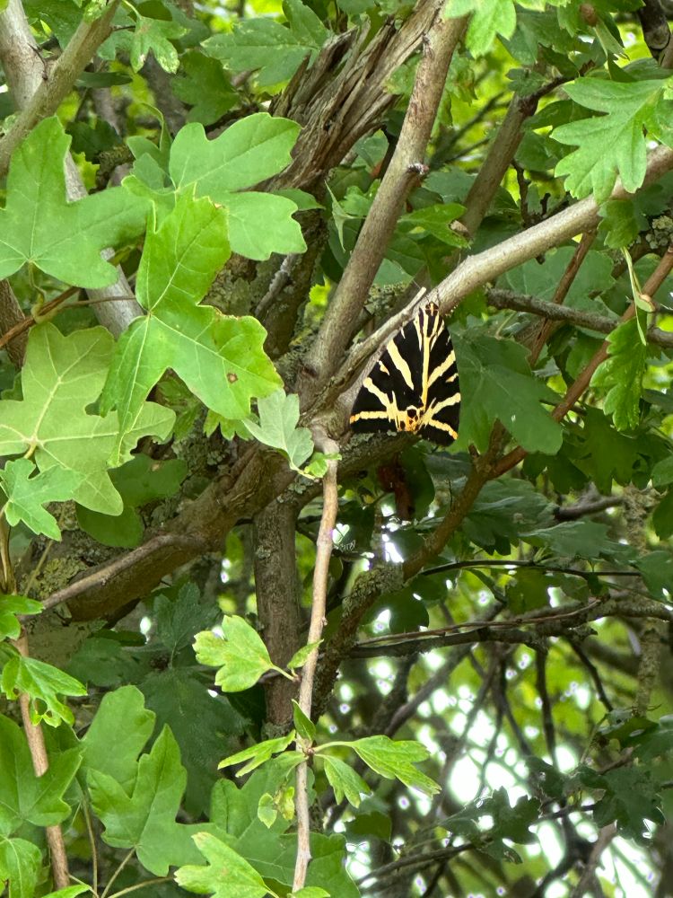 Stripes black and cream tiger moth on a branch of a tree