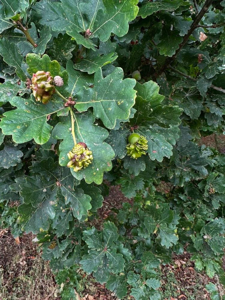 acorn oak galls on an oak tree