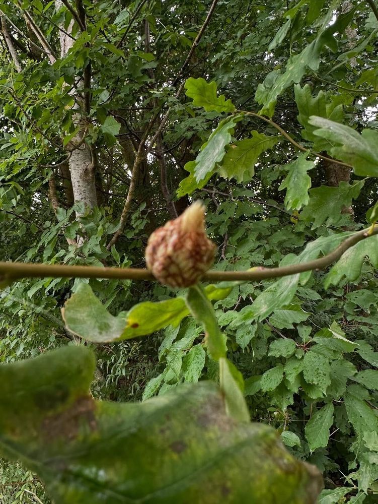 artichoke oak gall on the bud of an oak tree twig