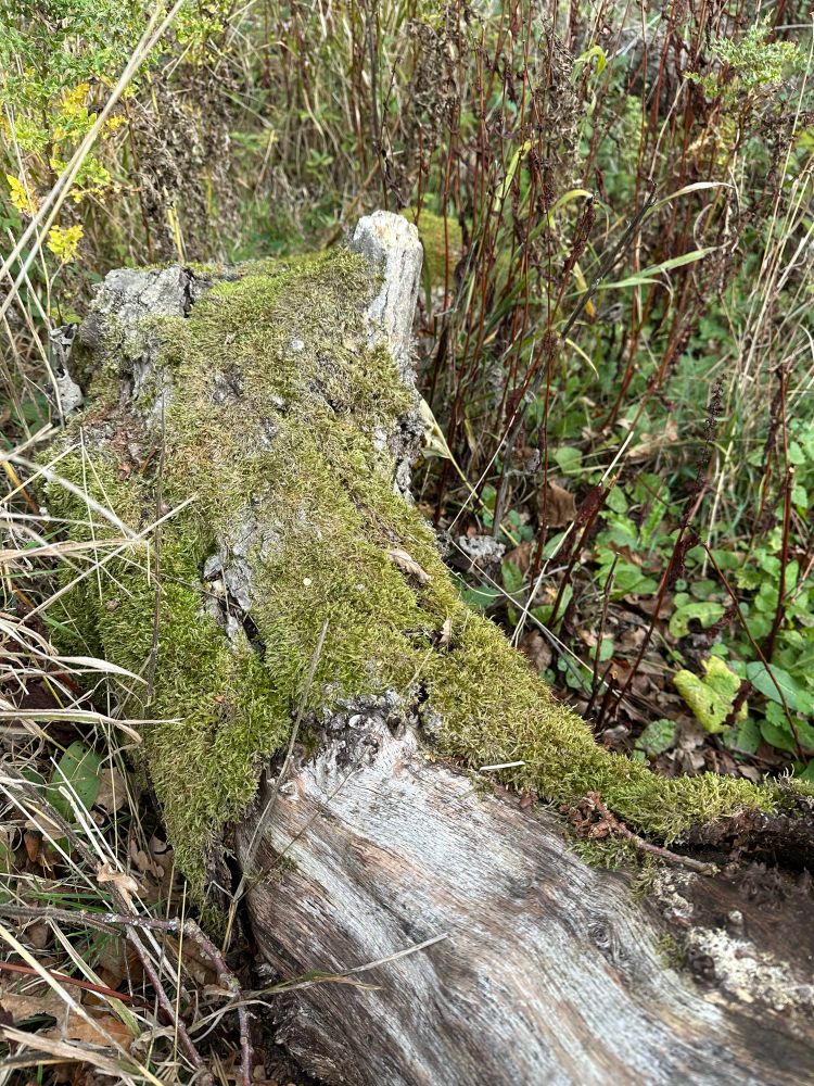 Log covered with moss
