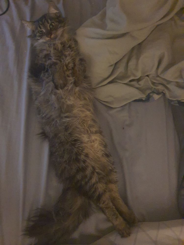 my tabby cat being INSANELY LONG.
