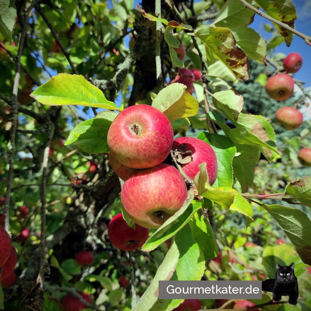Äpfel am Baum
