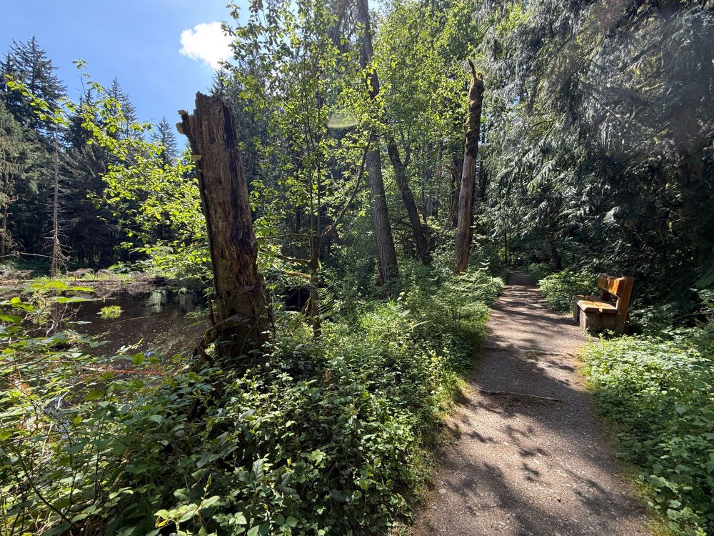 A bench where you can look at a small pond near a hiking trail.