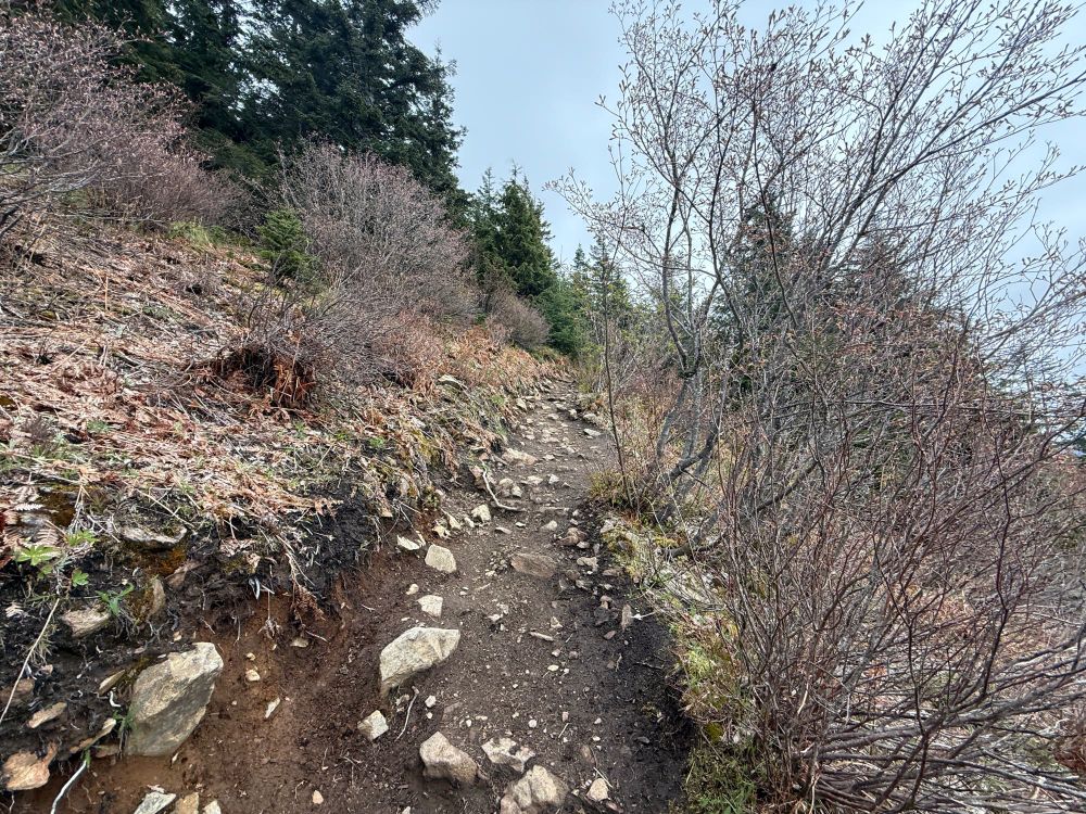 Getting closer to the top, picture of the trail with trees.