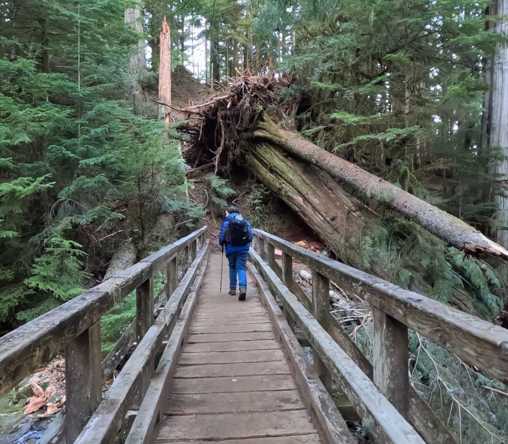 Hiking across a bridge towards some large downed trees