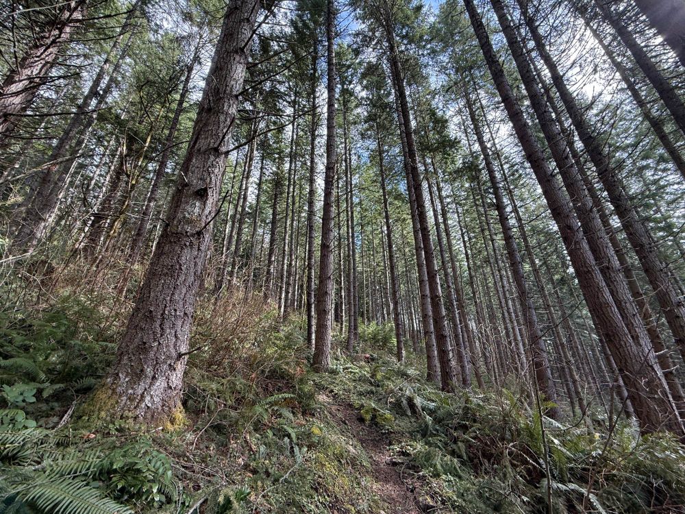 Picture of trees in the woods and a hiking trail going up.