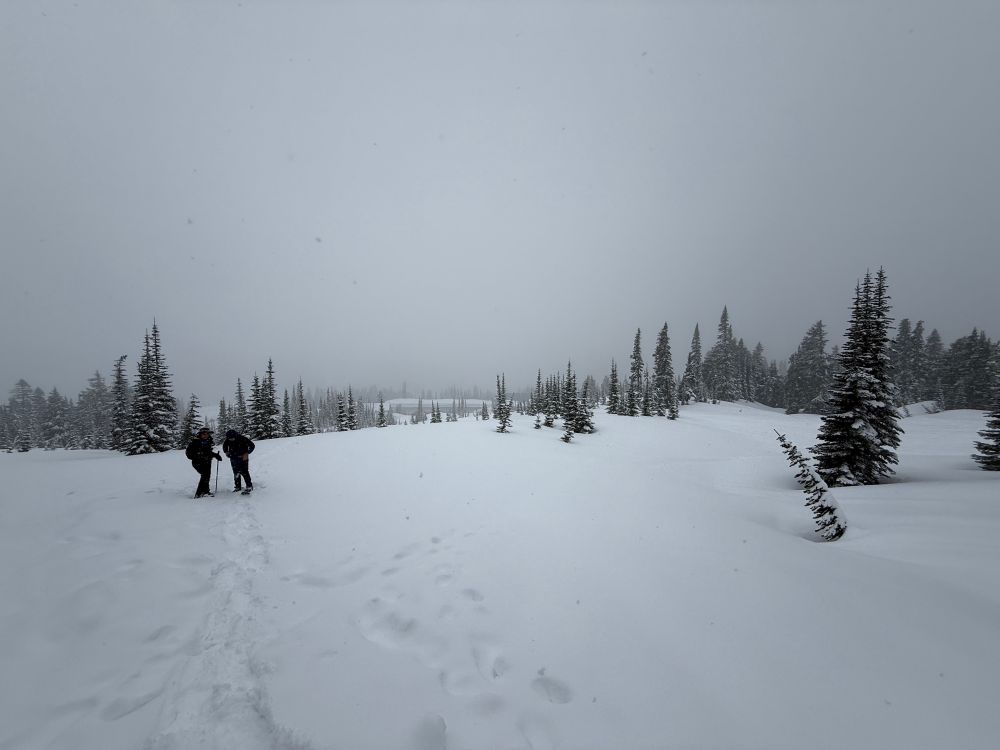 Snowshoeing on Mt Rainier 