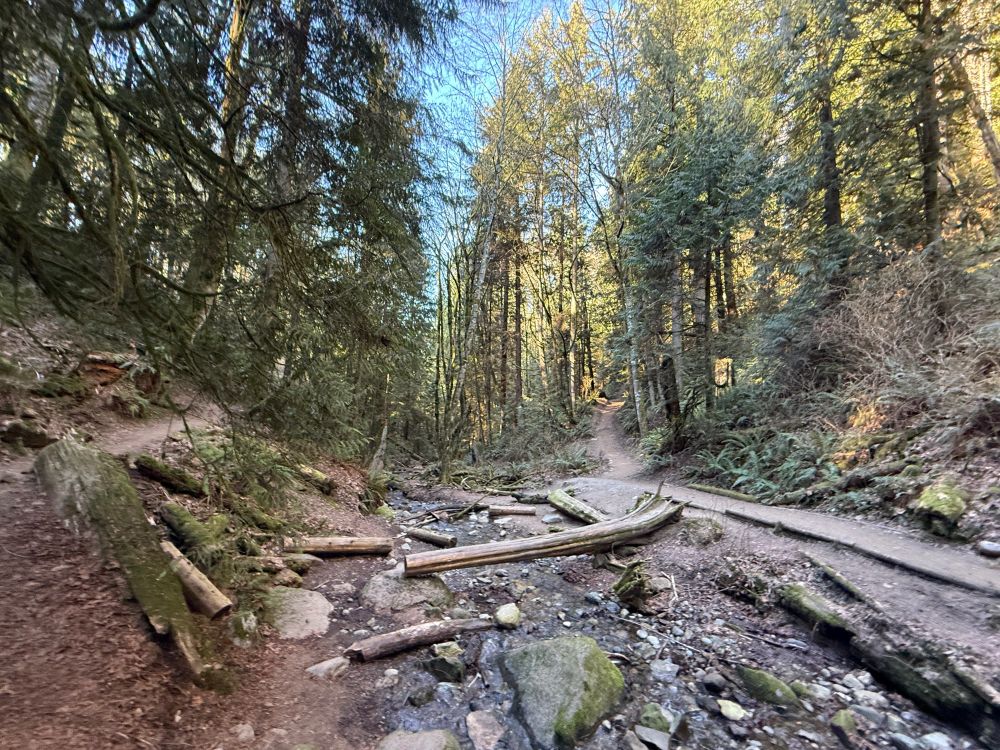 Pacific Northwest hiking trail and stream with trees on either side.