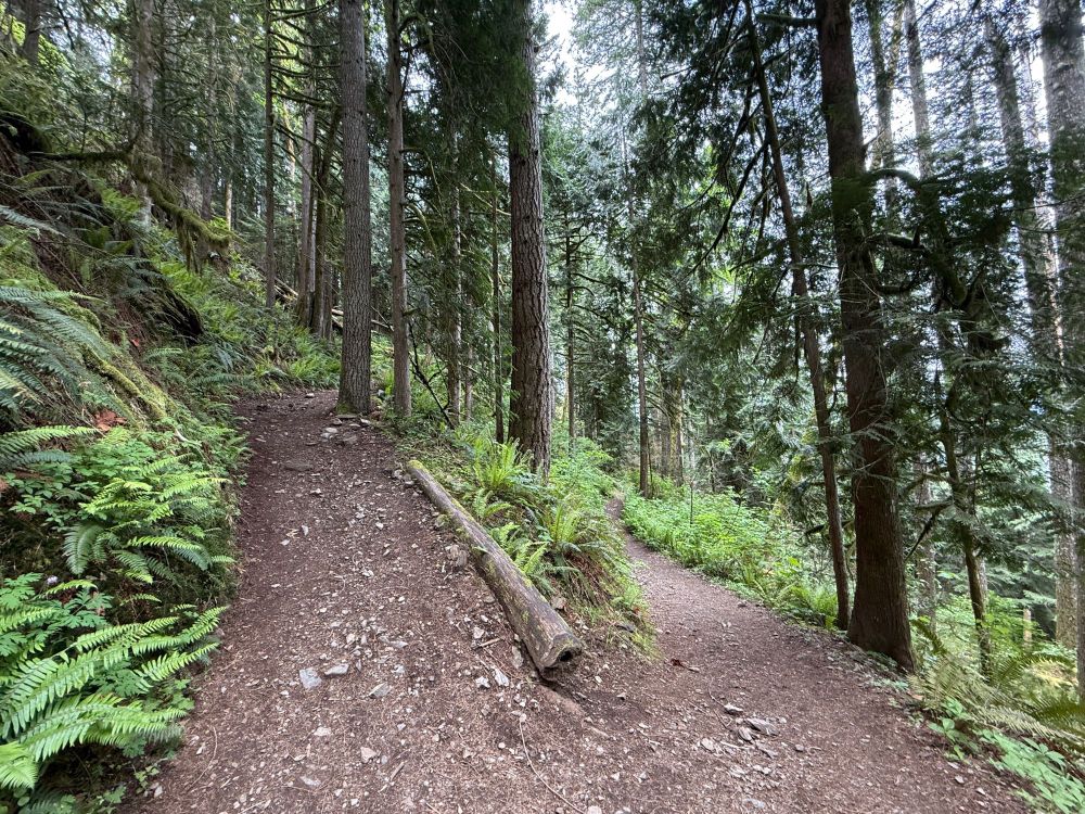 Pictures of a switchback in the trail up to Mailbox Peak, with trees on the steep hillside.