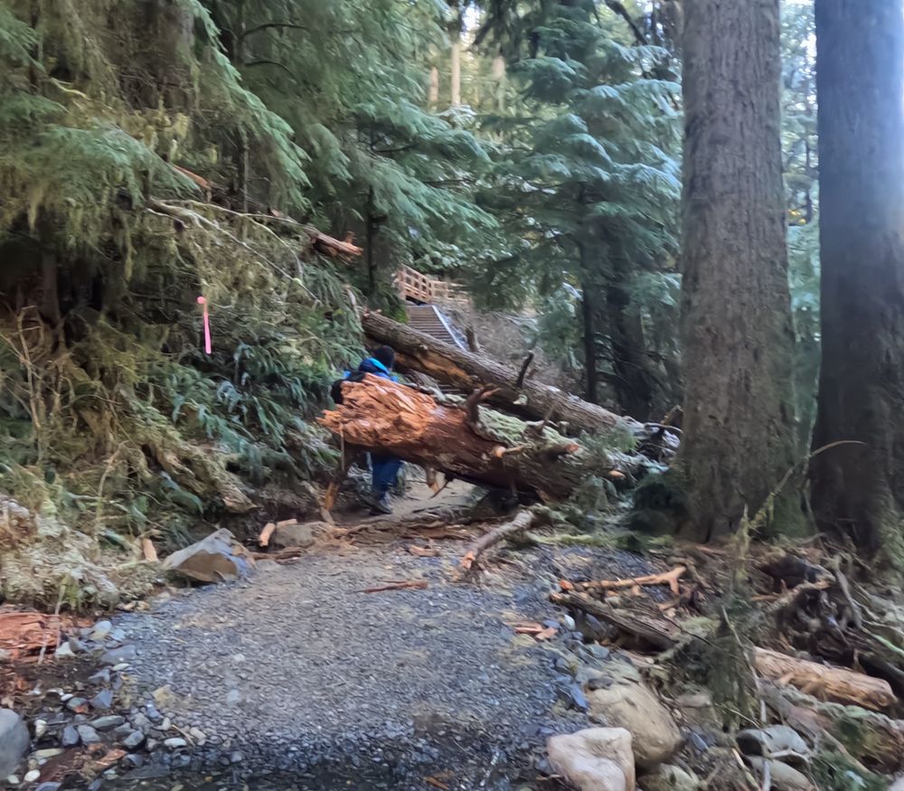 Hiking past some downed trees.