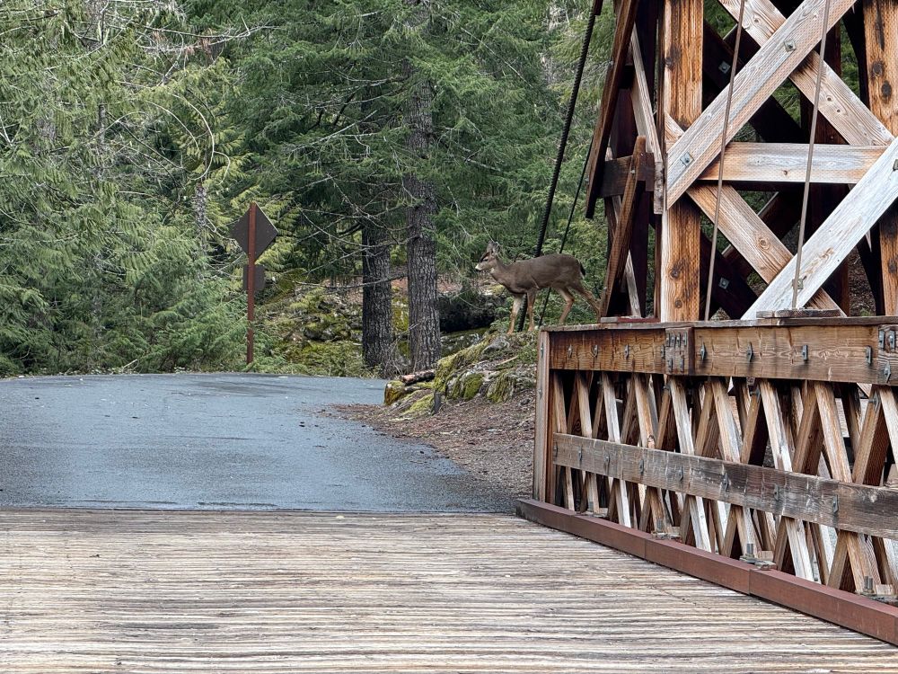 Look who showed up just on the other side of the bridge.