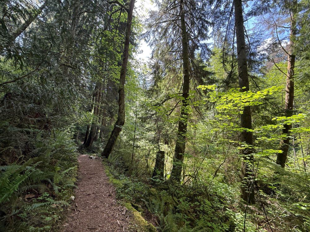 Hiking trail with trees on sides of trail.