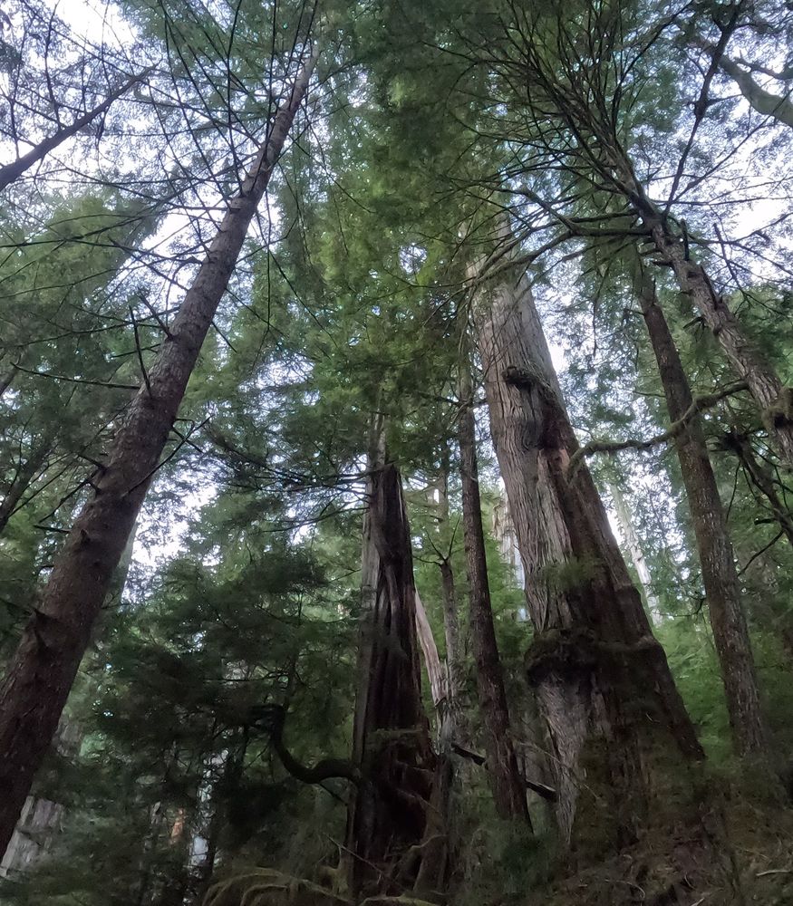 Tall trees with some interesting branches.