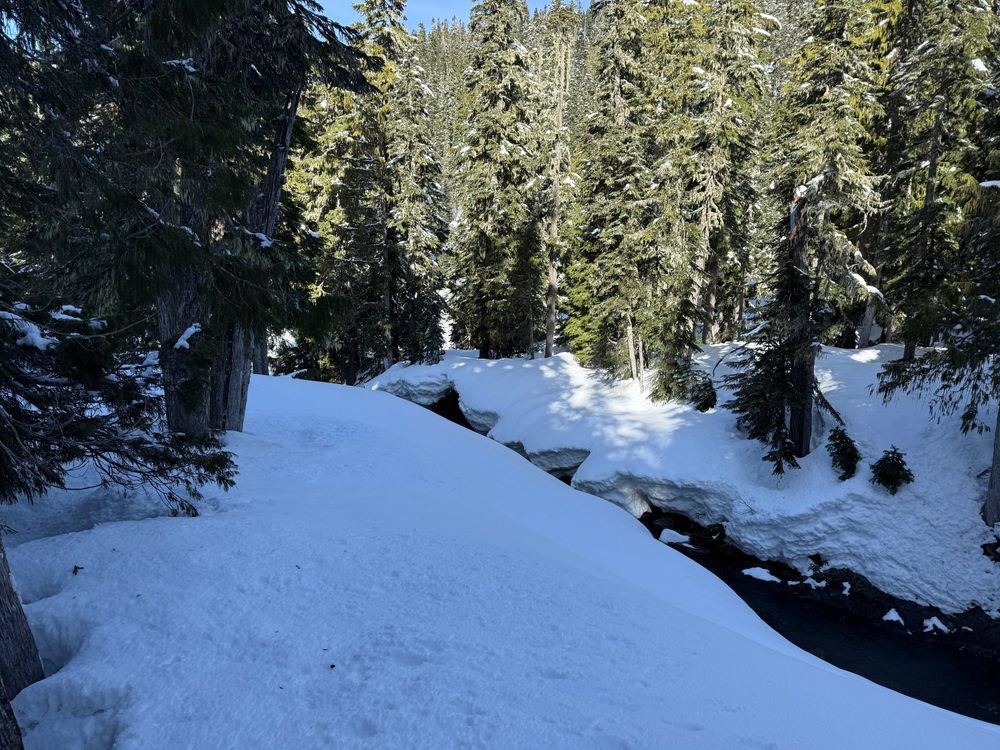 Snow covered stream with large trees on either side of the bank.