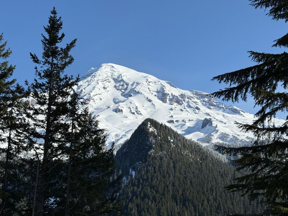 Mount Rainier through the trees.
