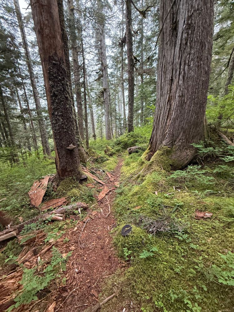 Trail up to Boulder Lake through the trees