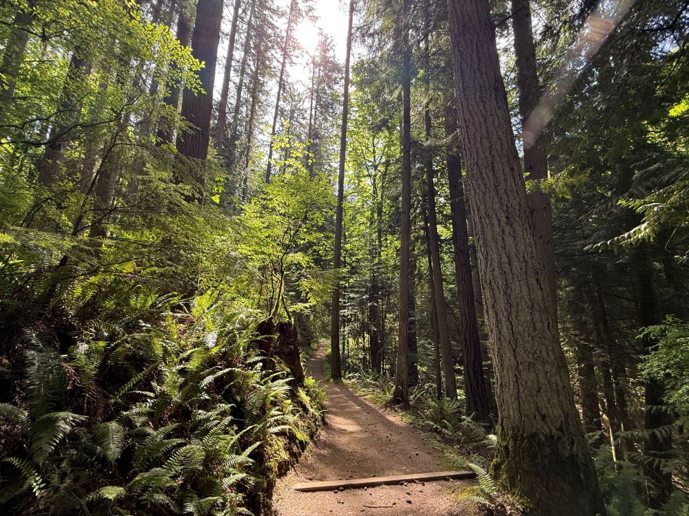 Tall trees and a hiking trail.