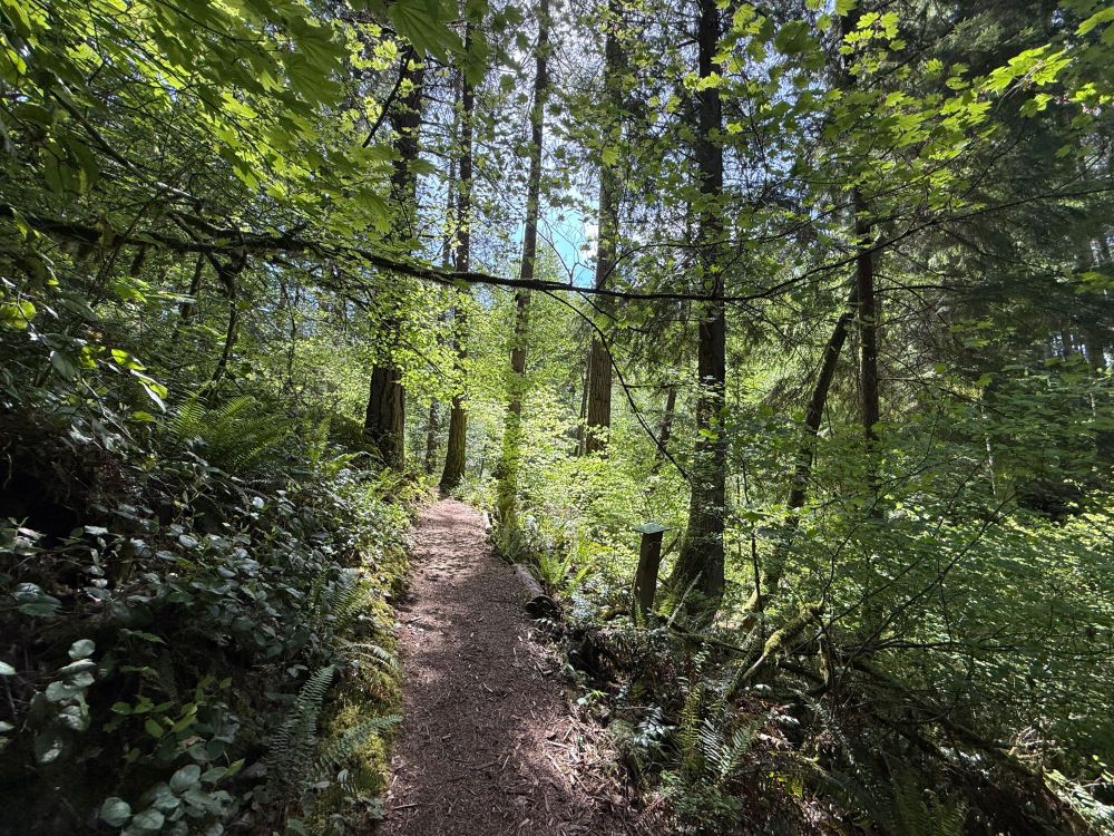 Hiking trail with trees on sides of trail.