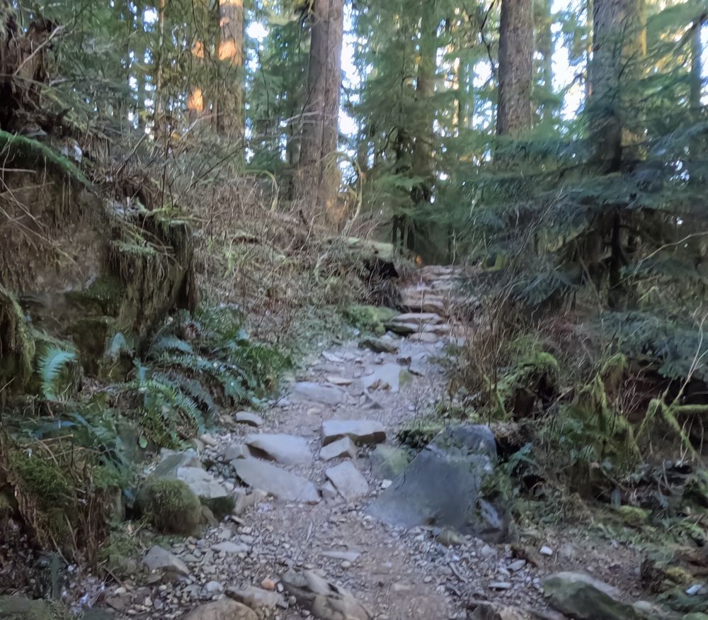 Rough rocky trail with trees.