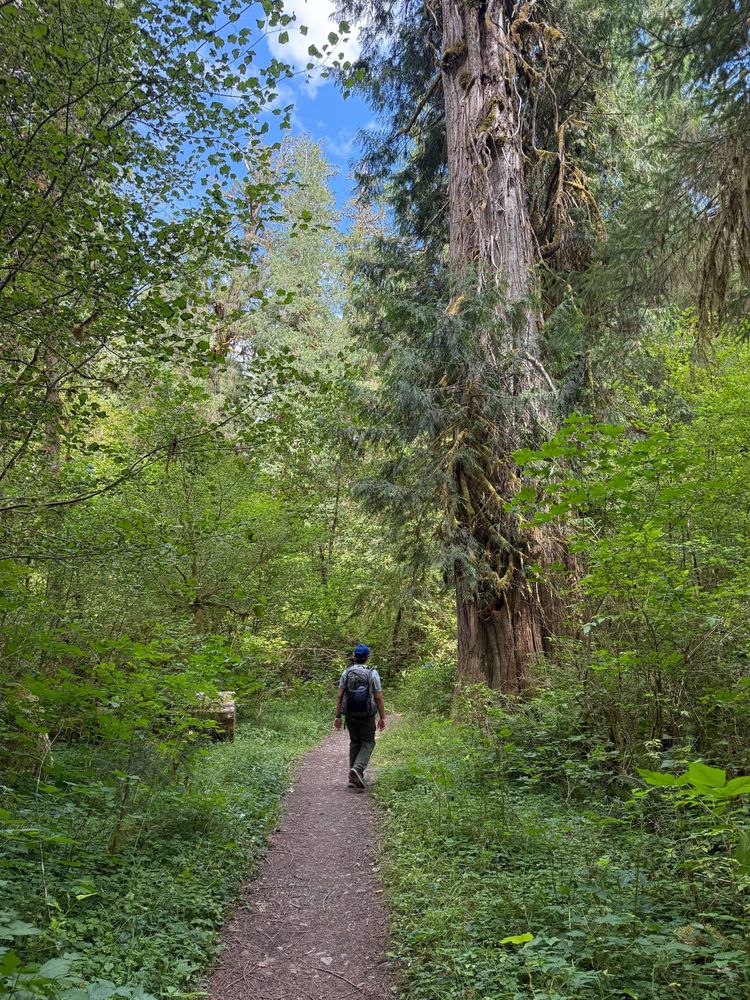 Giant trees on the trail to the camp area.