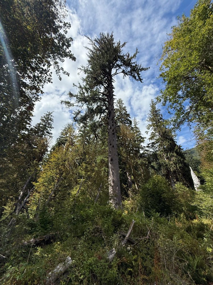 This tree was huge, the photo doesn't do justice to how large it really is.