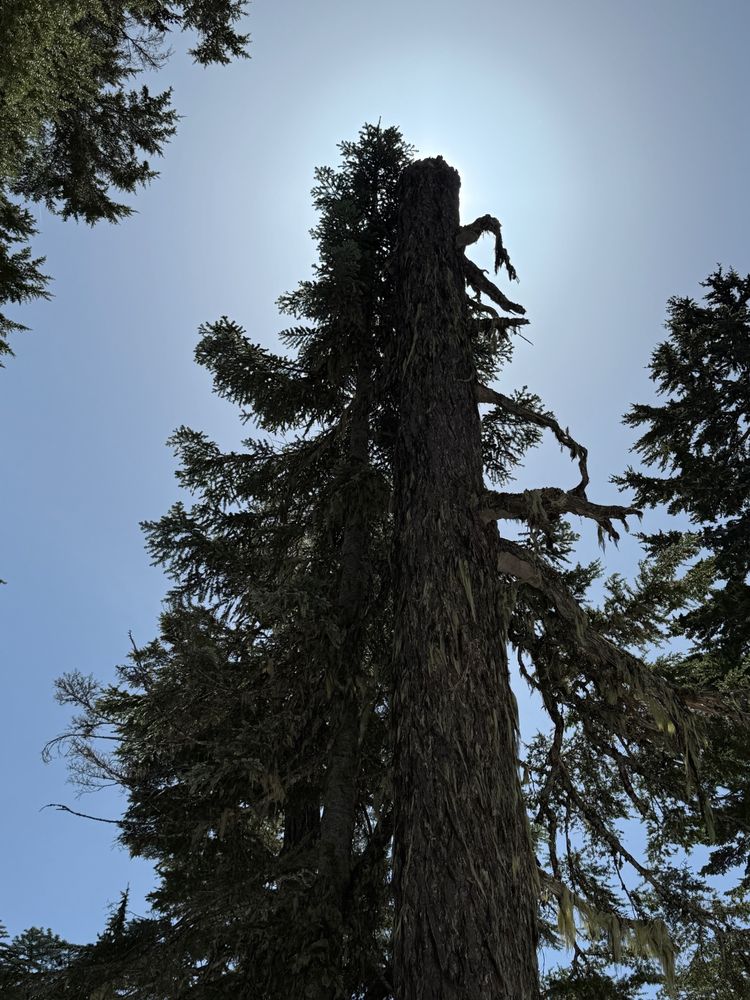 Picture of a tree that broke in a wind storm with another tree beside it and the sun in the background.