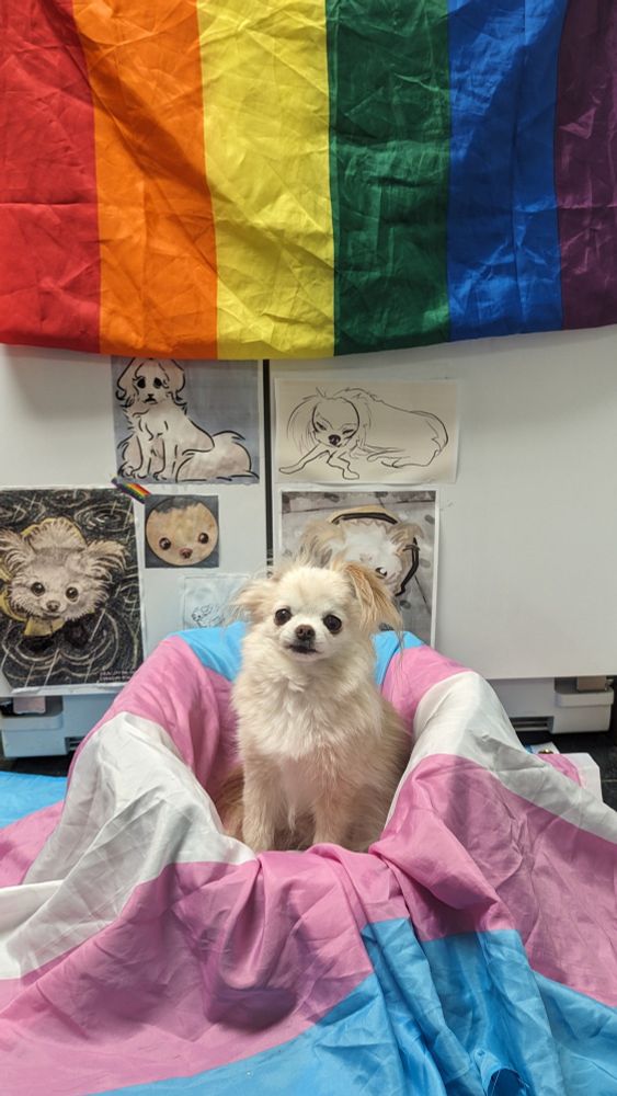 king the creamy tan long haired Chihuahua is sitting in his bed in front of OP's fridge. the bed is covered by a trans flag. the fridge is partially covered by a rainbow flag. there is some printed out king fan art on the fridge behind king