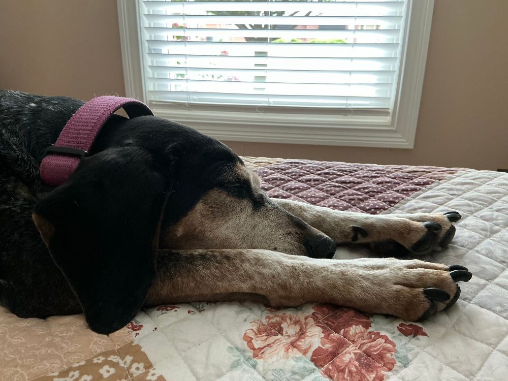Sleeping blue tick coonhound