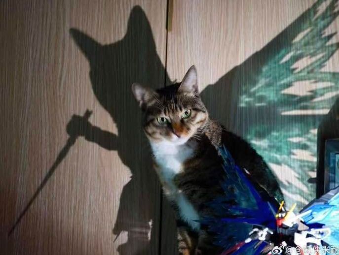 photo of a cat who's silhouette has transparent wings and a giant sword thanks to a mecha model in the foreground
