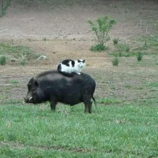 Boar in a field with a black and white cat sitting on its back 