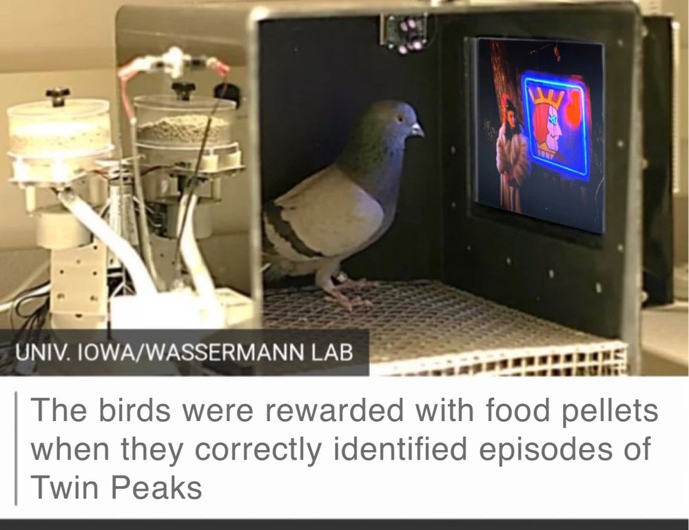 pigeon in an elaborate experimental box/feeder watching a small tv screen showing Twin Peaks captioned The birds were rewarded with food pellets when they correctly identified episodes of Twin Peaks