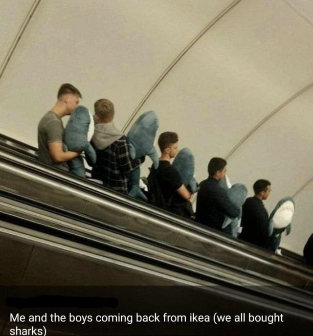 line of guys on an escalator all holding stuffed Blahaj sharks captioned

me and the boys coming back from Ikea (we all bought sharks)