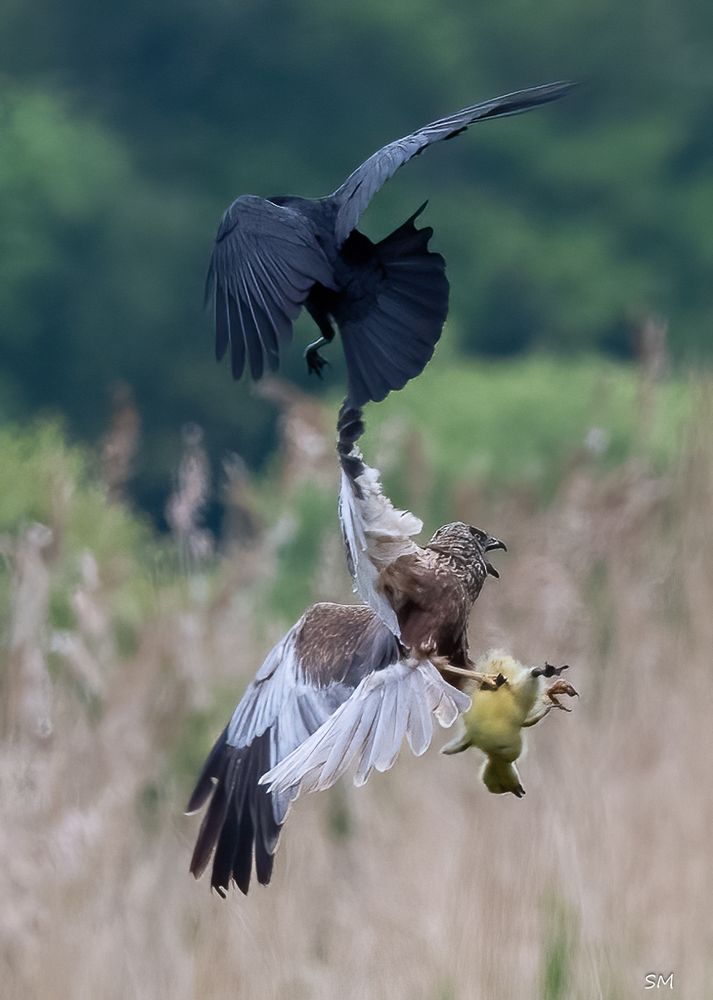 Forest of Dean wildlife photography  · 
Steve Moseley  · 
srStdeopona5uh
 
4
1
24
M
l
2
M
t
P
c
y
7g
3
a
 
 
0i
1
u
t
:
 
1
a
tm55cl
5
0cli02t1t35
  · 
I normally only post local pics but thought I'd share this one I took yesterday in Somerset at Ham Wall. It shows a Marsh Harrier making off with a duckling whilst being mobbed by a crow.