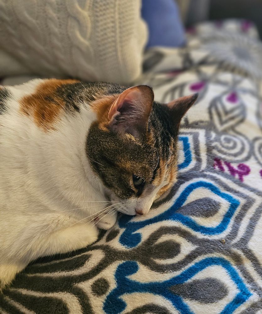 big Gwerber thinking about a nap